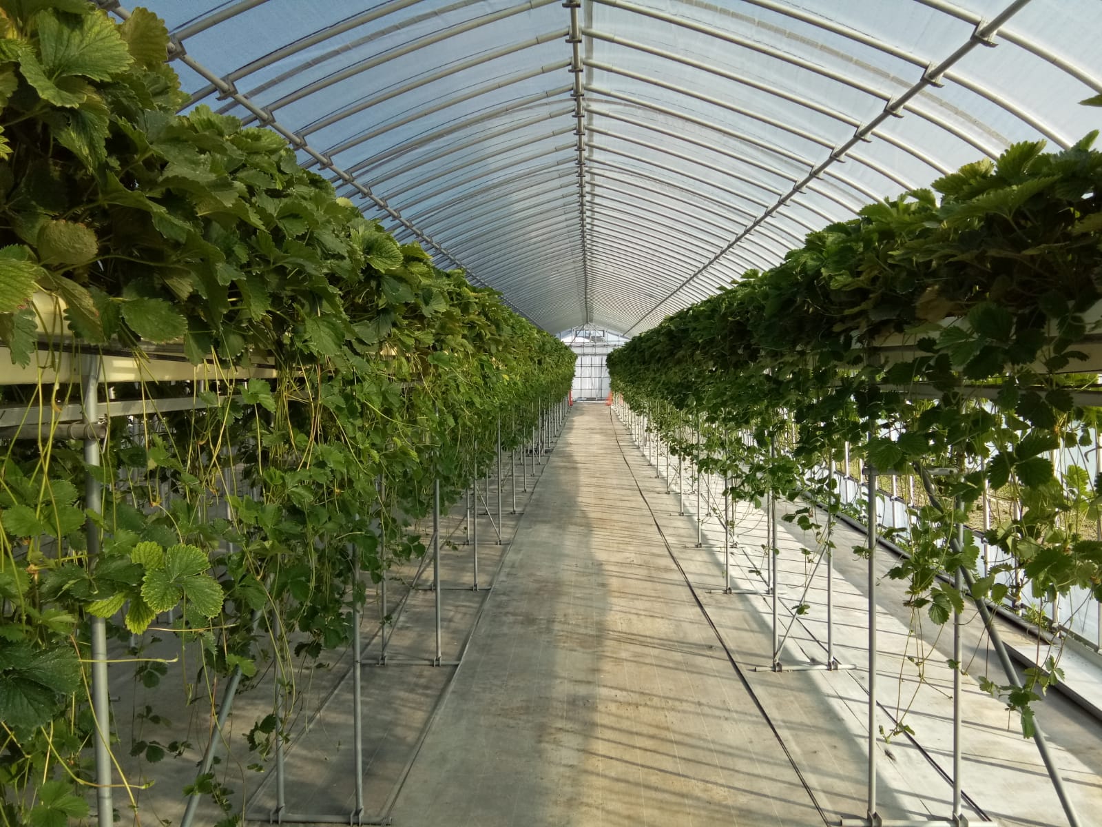 Strawberry Propagation
